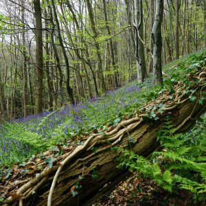 Ballievey Bluebells