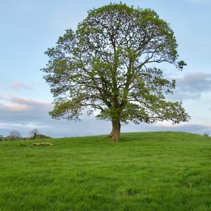 Spring at Lisnaree