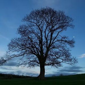 Lisnaree Tree at Dusk