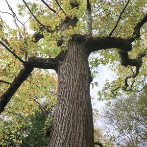 Tree Monster