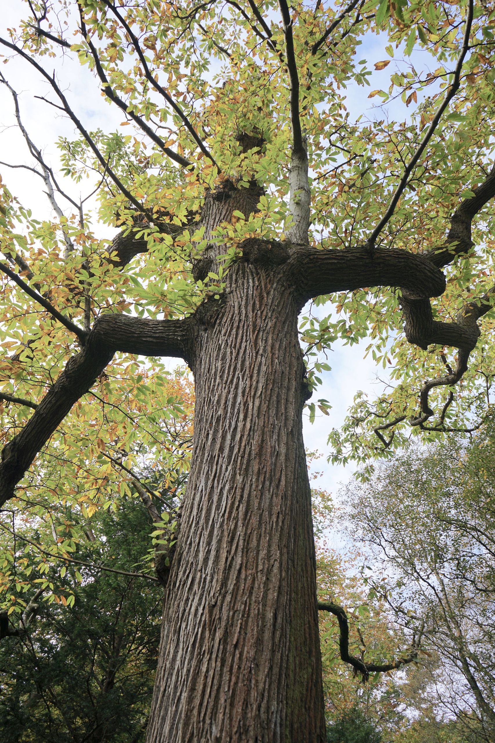 Tree Monster